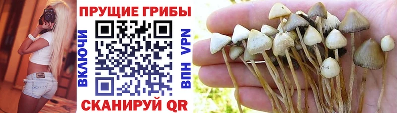 купить сайты Геленджик Псилоцибиновые грибы MAGIC MUSHROOMS